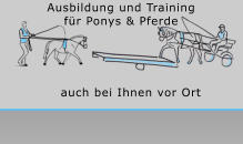 Ausbildung und Training  für Ponys & Pferde  auch bei Ihnen vor Ort