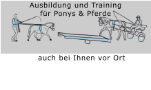 Ausbildung und Training  für Ponys & Pferde auch bei Ihnen vor Ort